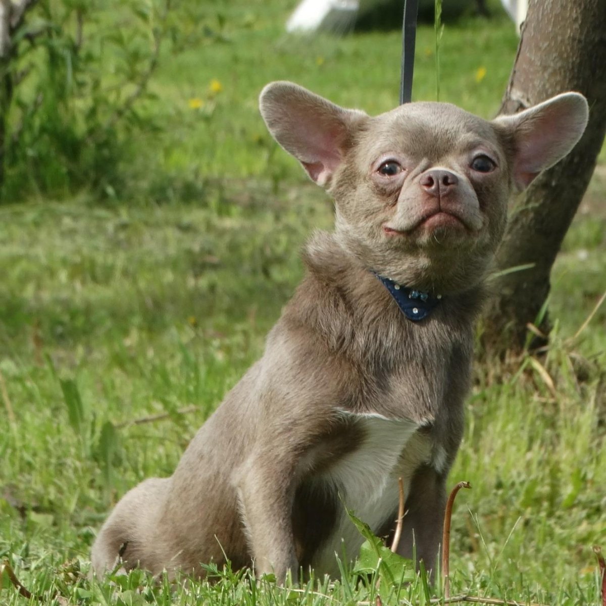 Французский бульдог голубой Соболь