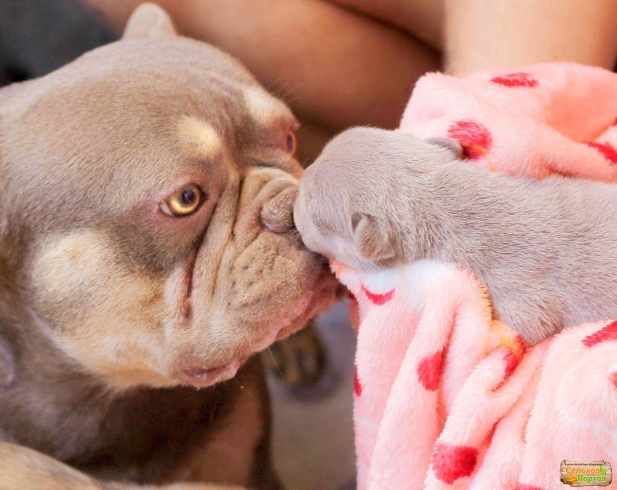 Лиловая собака