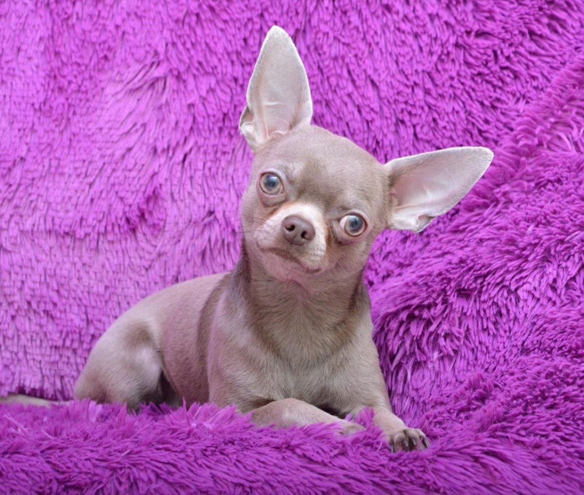 Французский бульдог альбинос