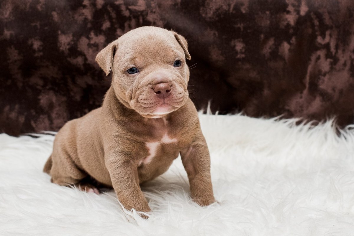 Щенки чау-чау