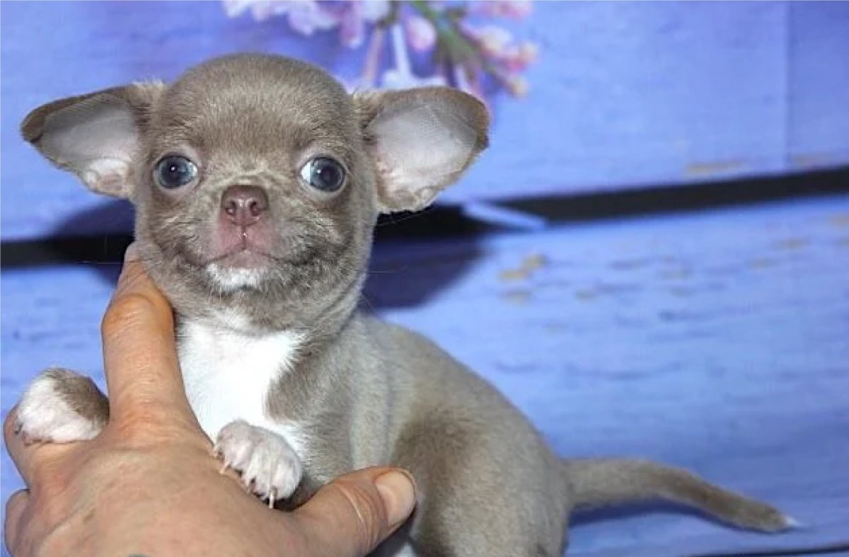 Голубо палевый французский бульдог