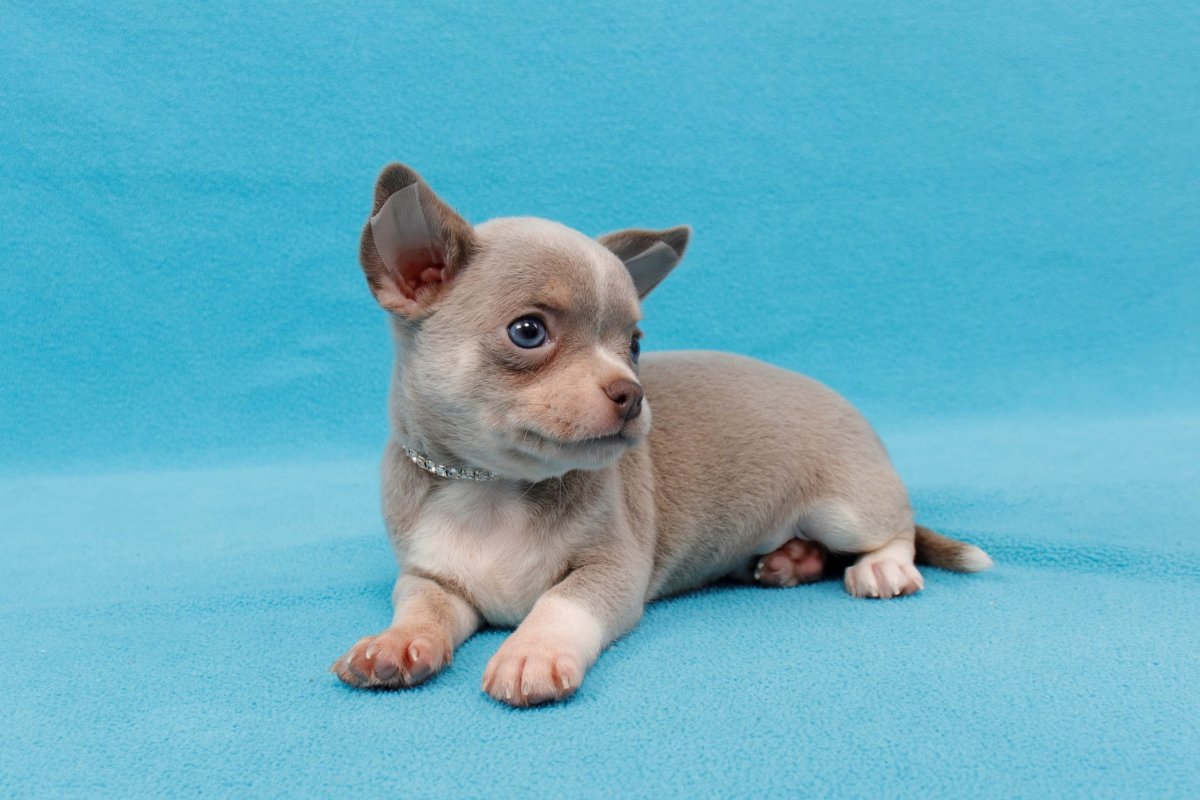 Чихуахуа кобби лиловый