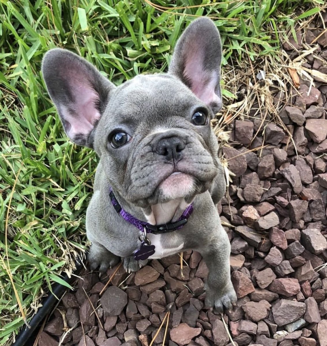 Изабелловый Доберман