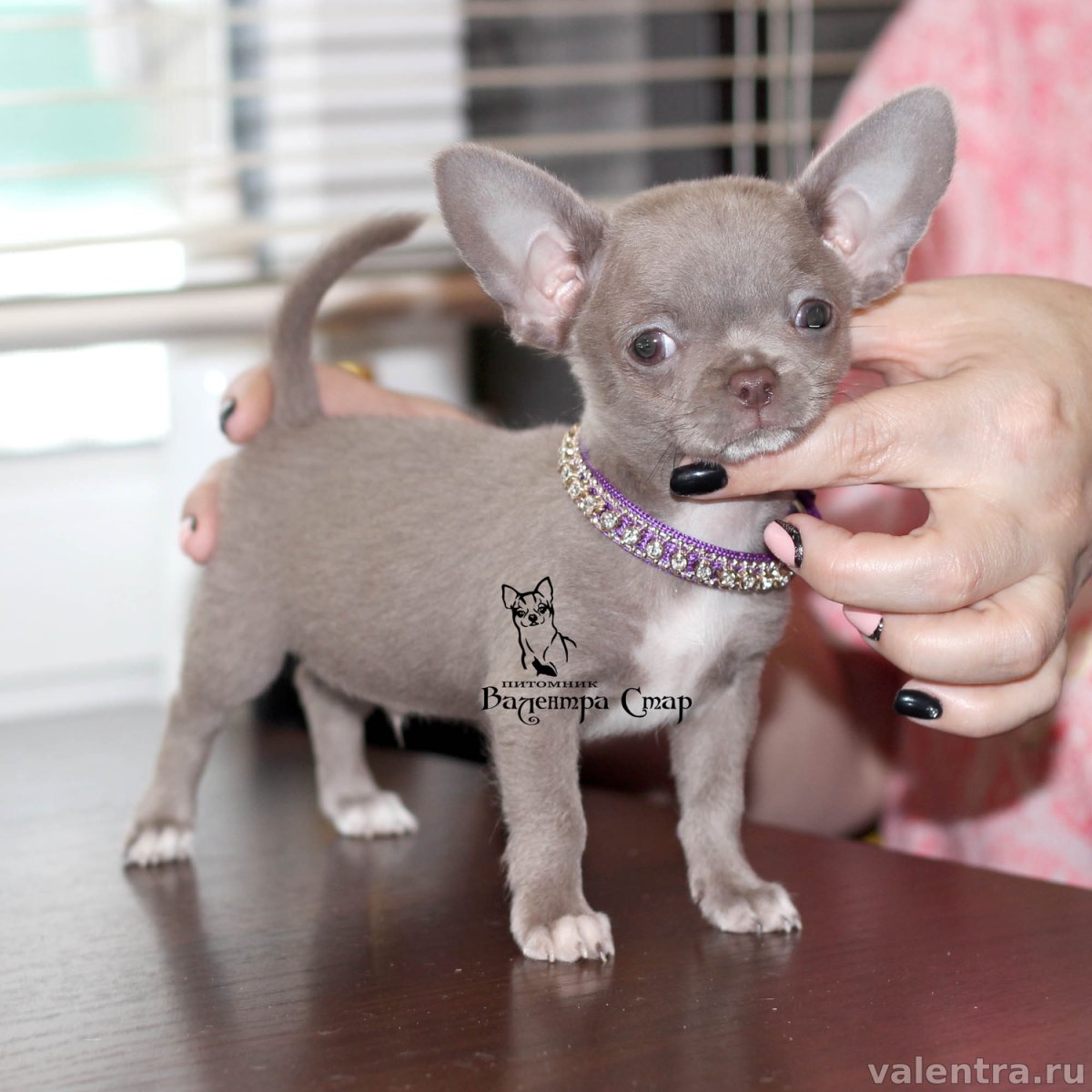 Белый Мопс альбинос