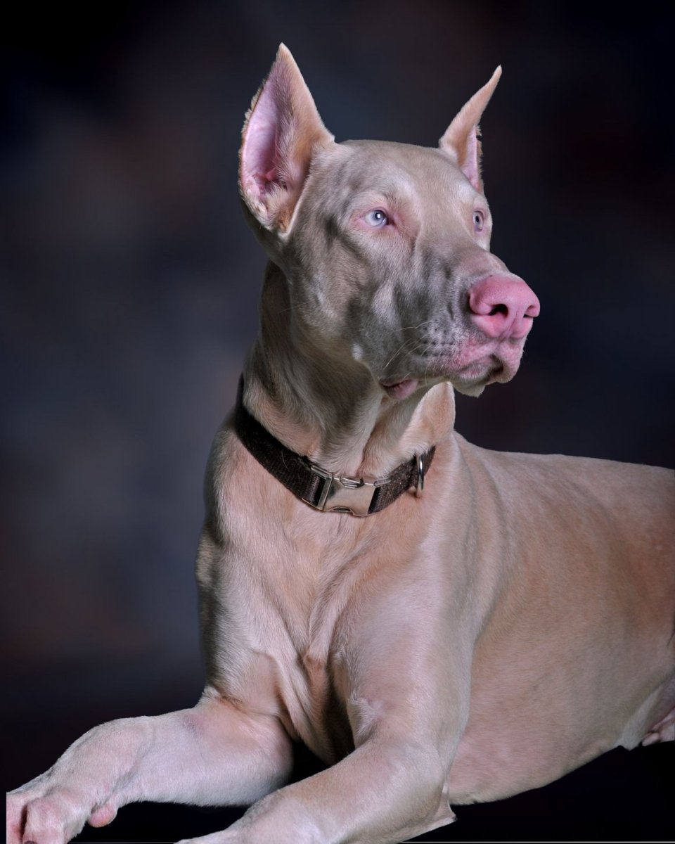 Французский бульдог голубого окраса