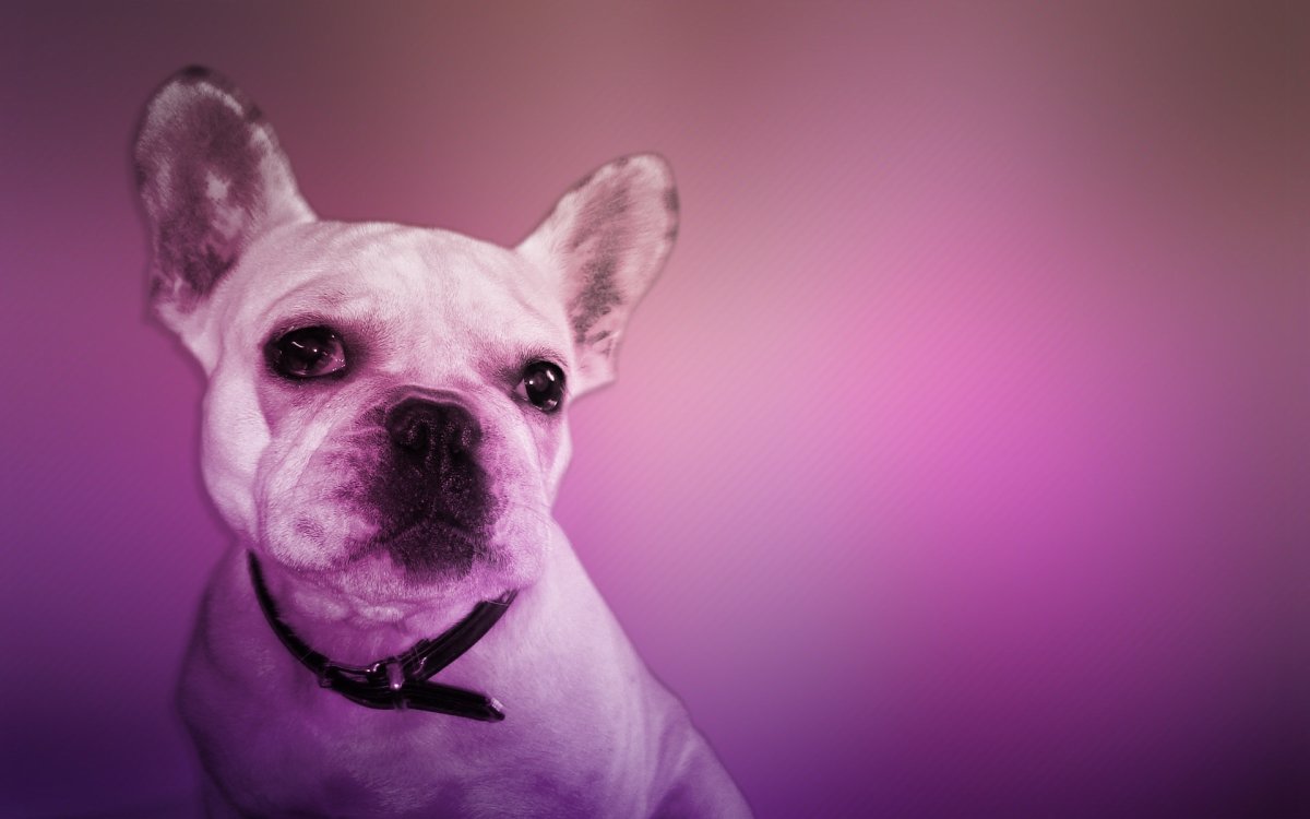 Американский булли шампань