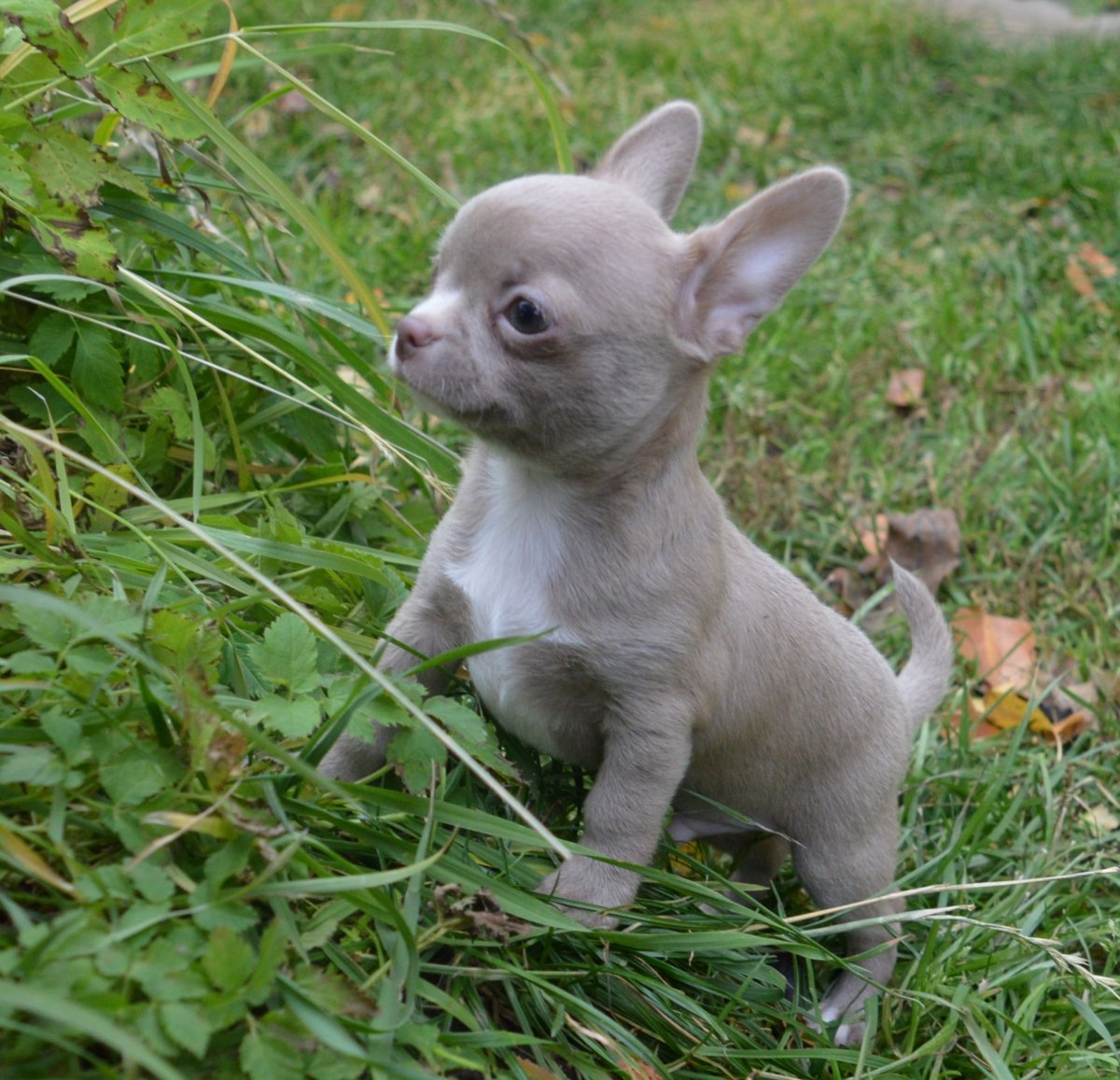 Лилак Тан французский бульдог