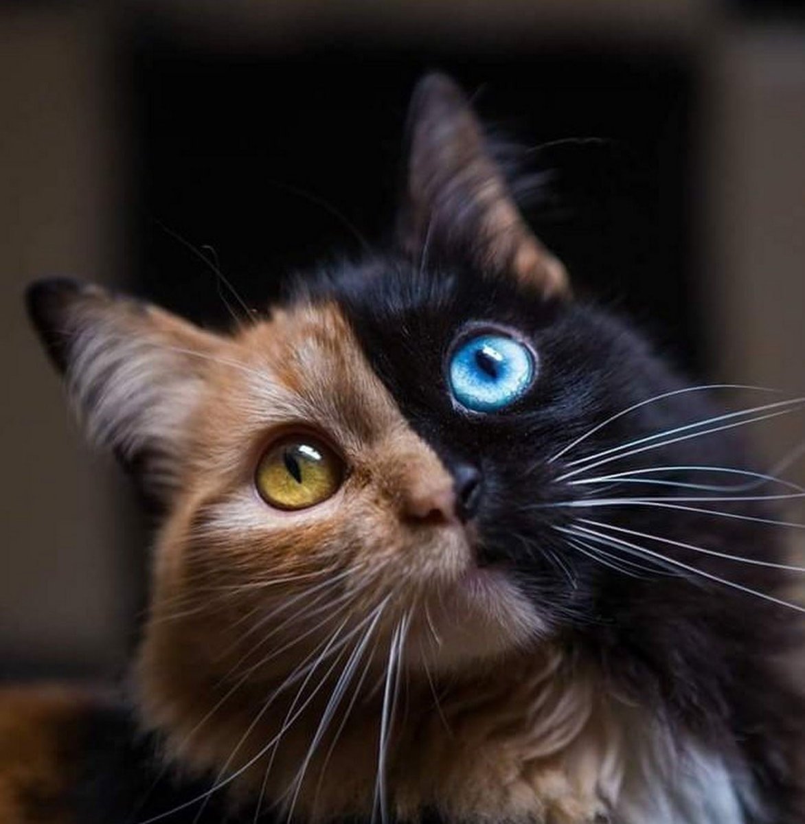 Двуликий котенок