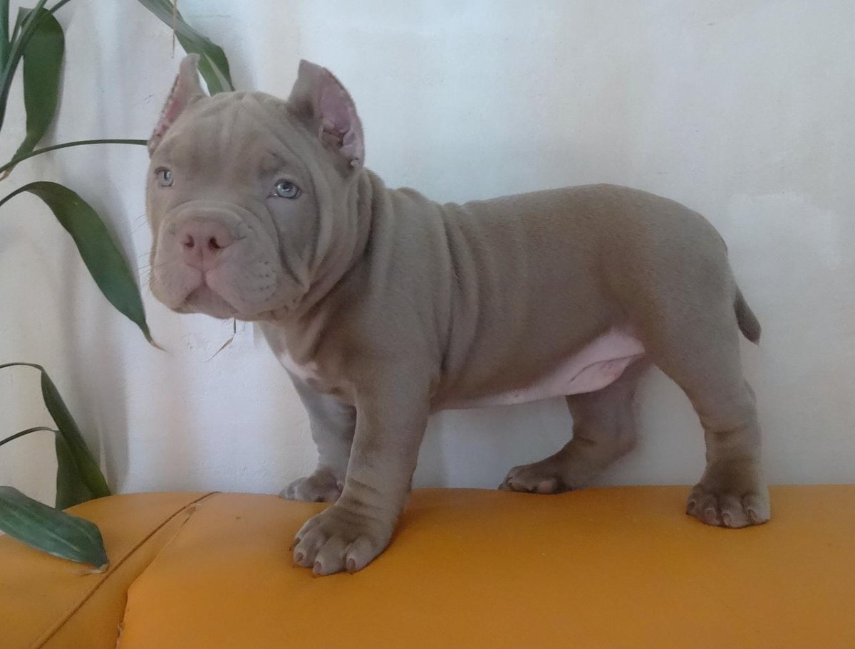 Голубой Лилак французский бульдог