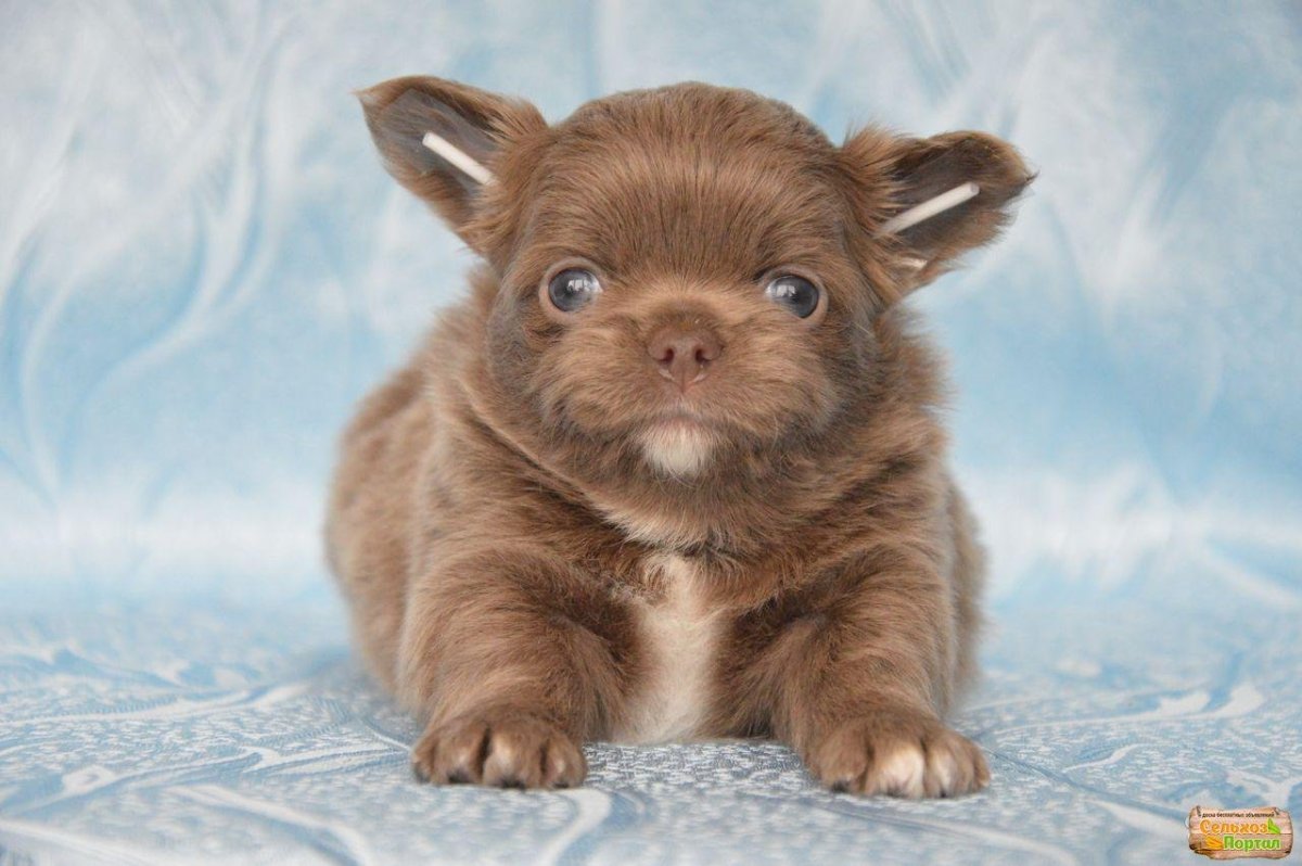 Лиловый чихуахуа