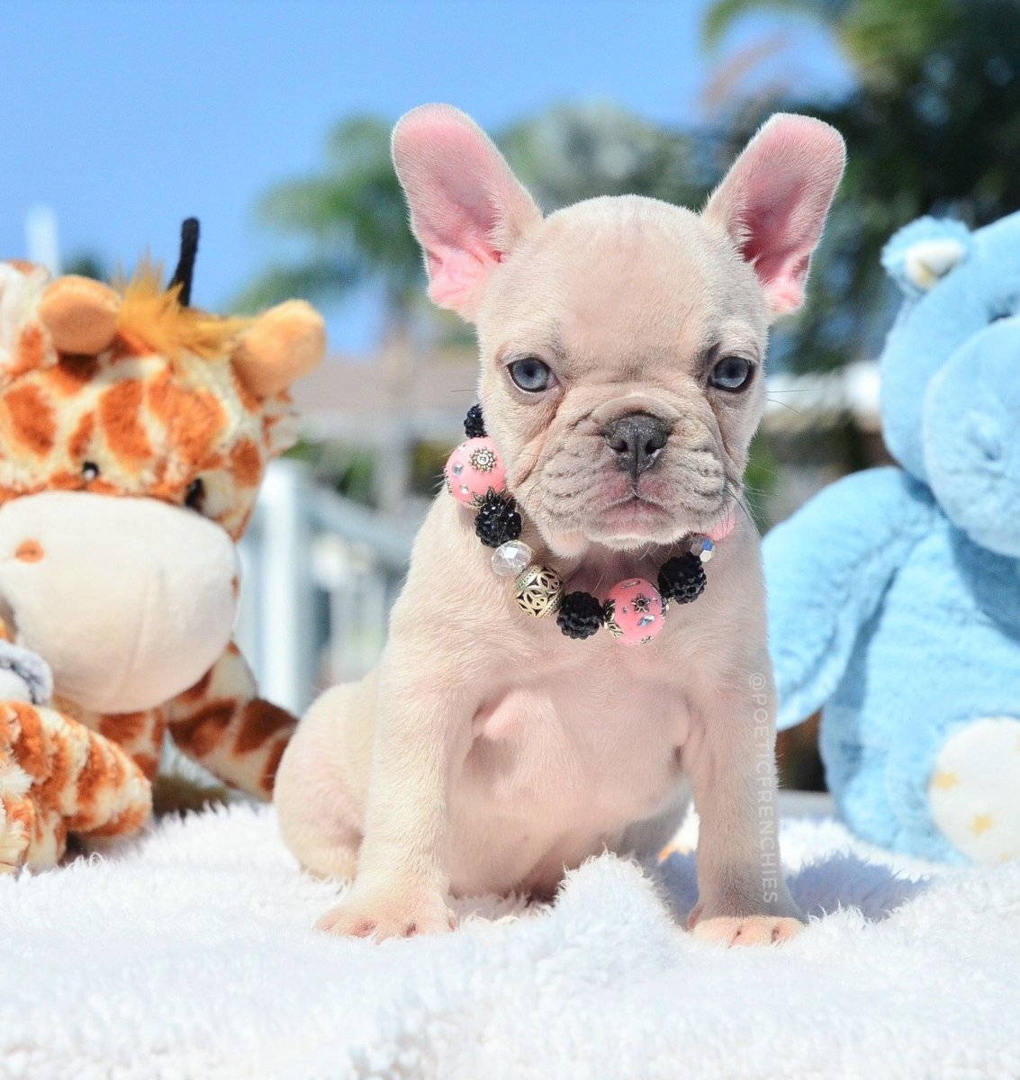 Лилово подпалый французский бульдог