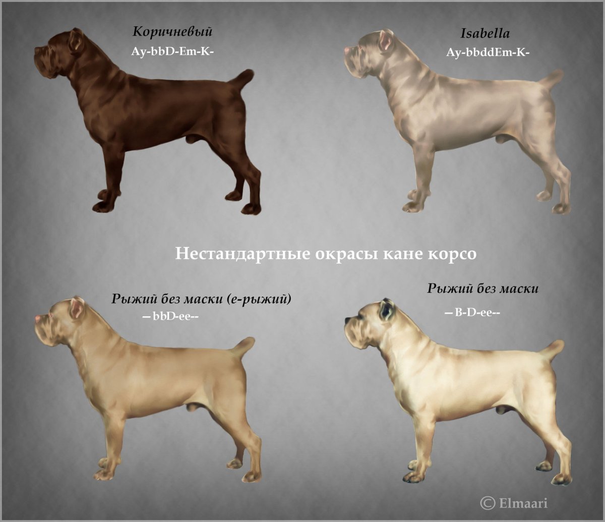 Стаффордширский бультерьер с голубыми глазами