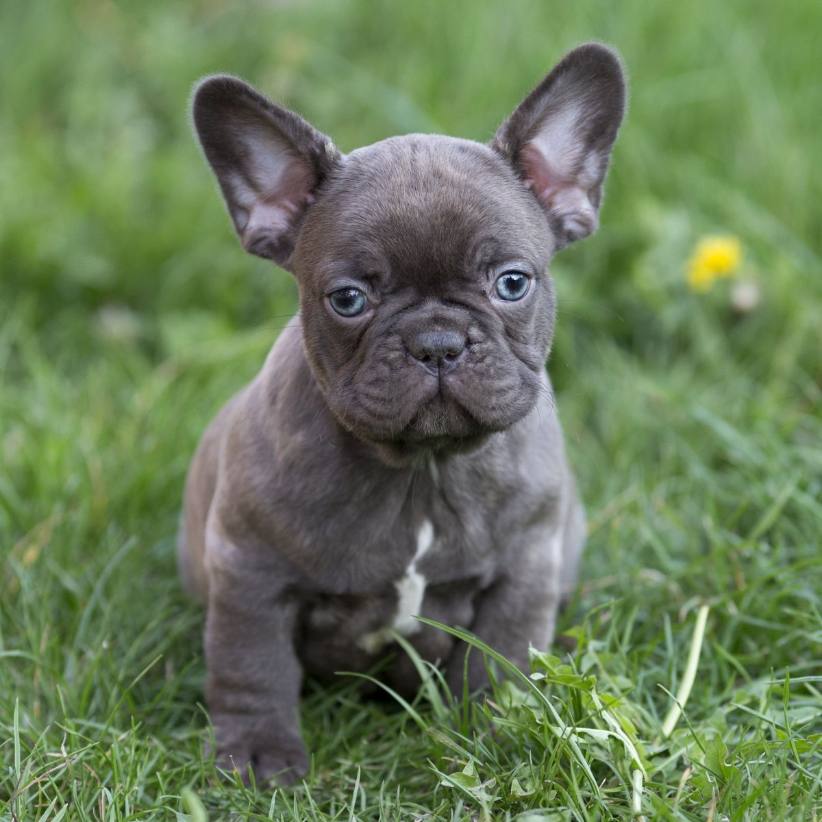 Лиловый чихуахуа