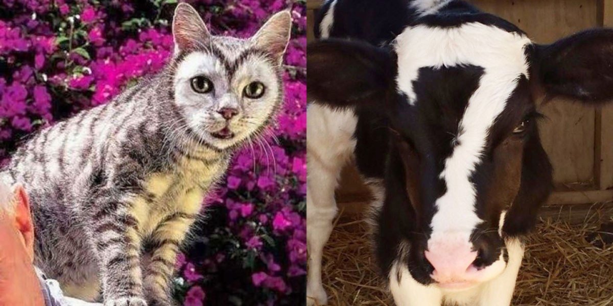 Животные с необычным окрасом