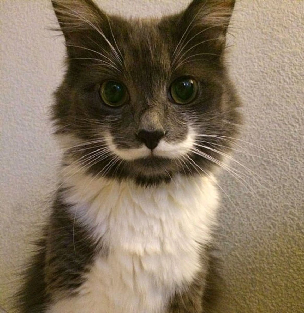 Кот с белыми усами и бровями