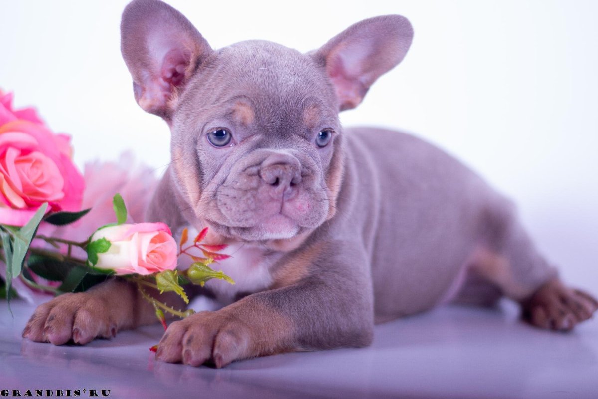 Гончая Веймаранер голубая