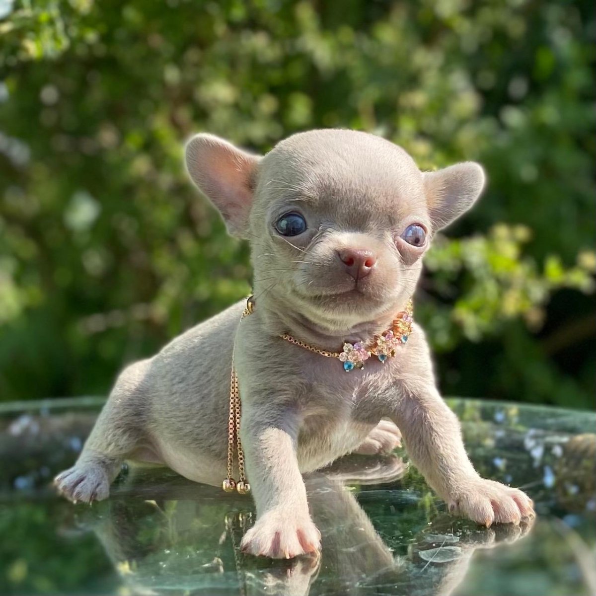 Щенки американского булли лиловый окрас