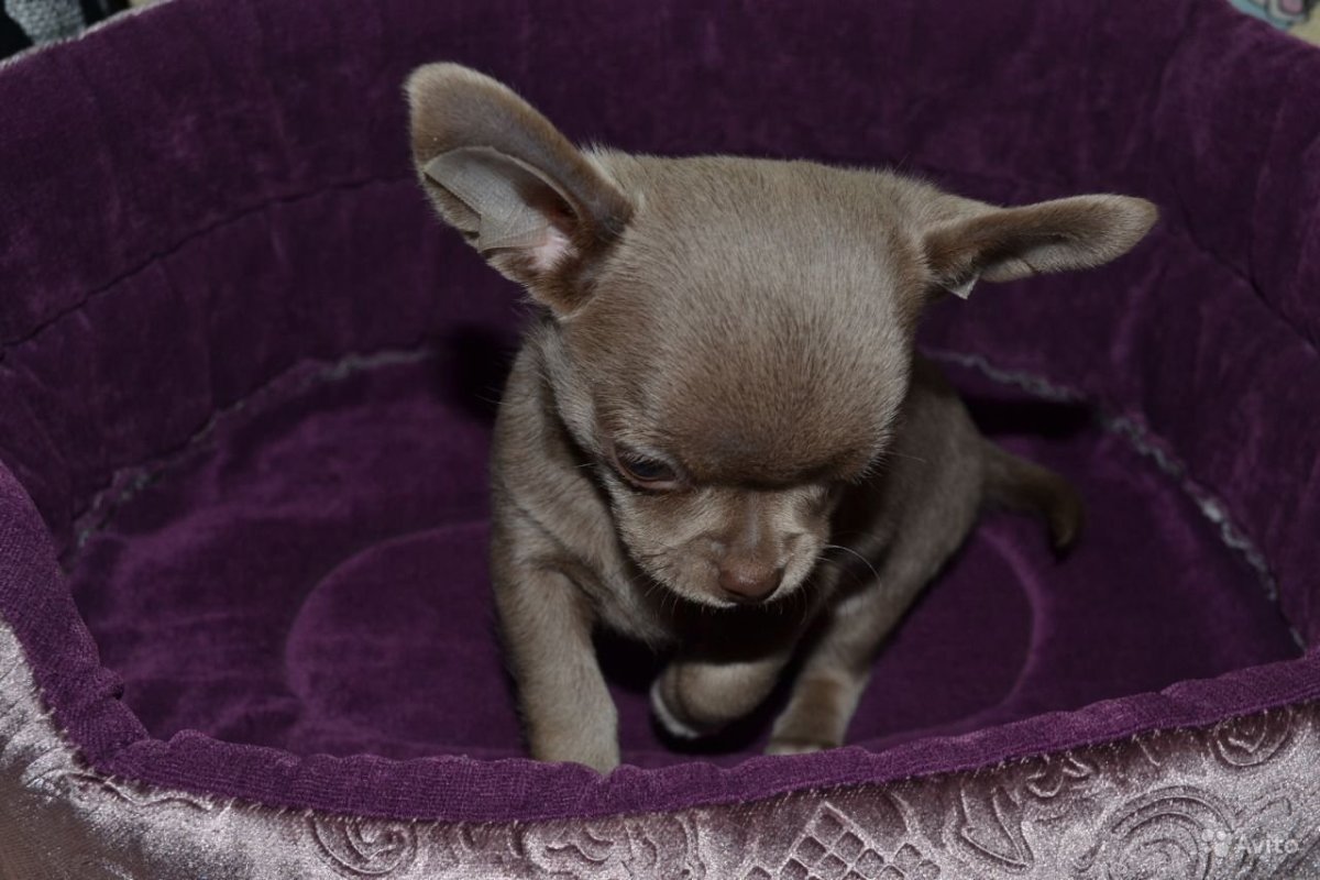 Чихуахуа лиловый мальчик