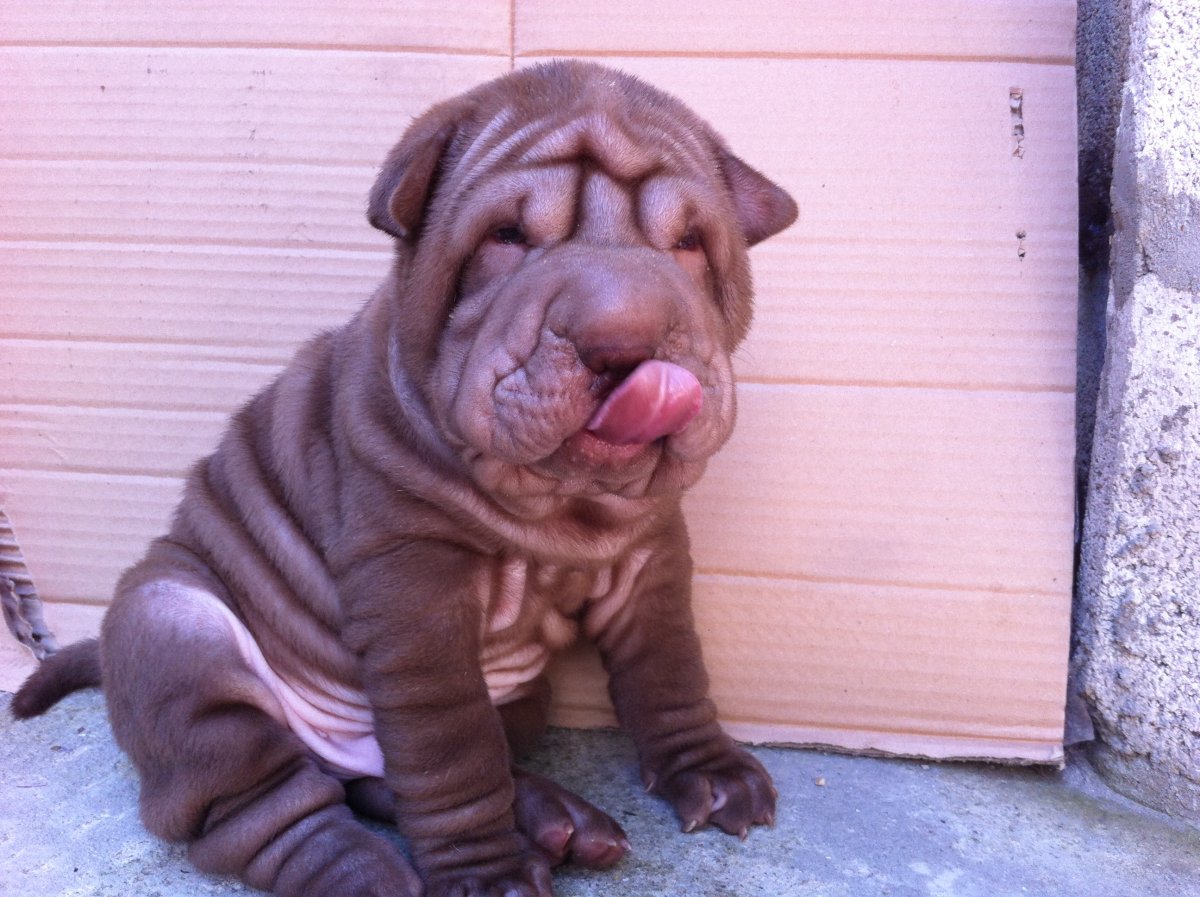 Американский питбультерьер щенки