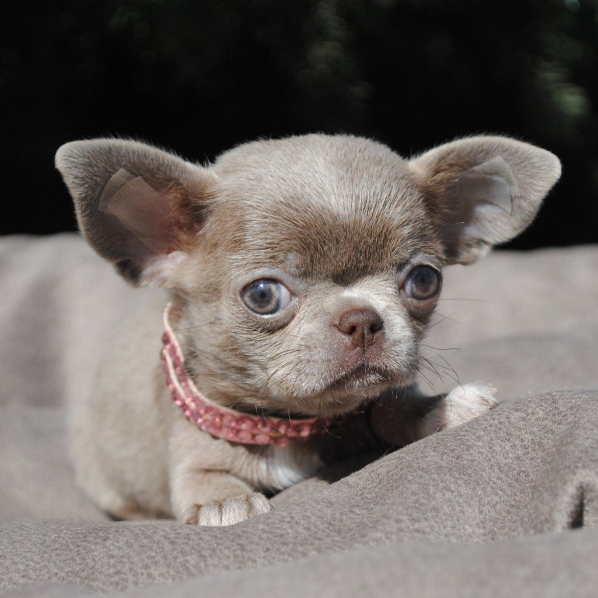 Французский бульдог Мерлен