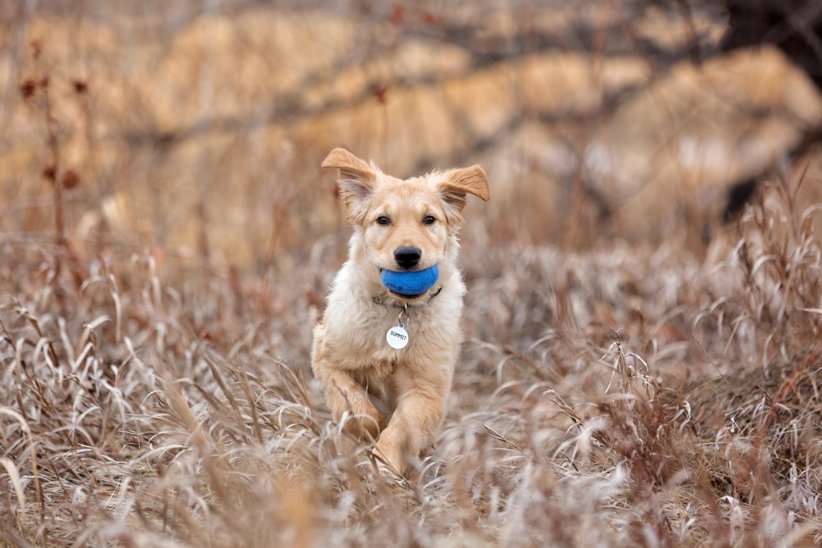 Камышовая собака - 64 фото