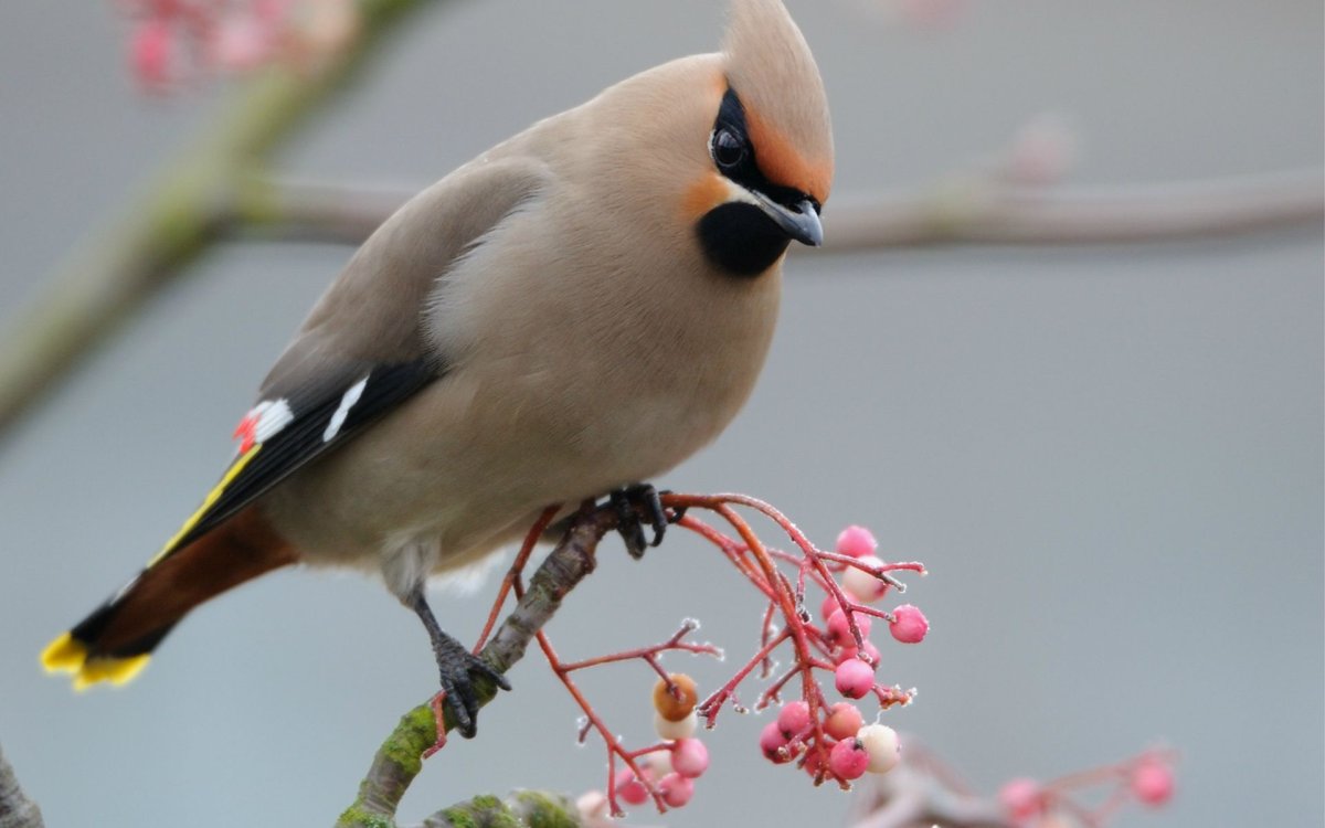 Зимующие птицы Снегирь