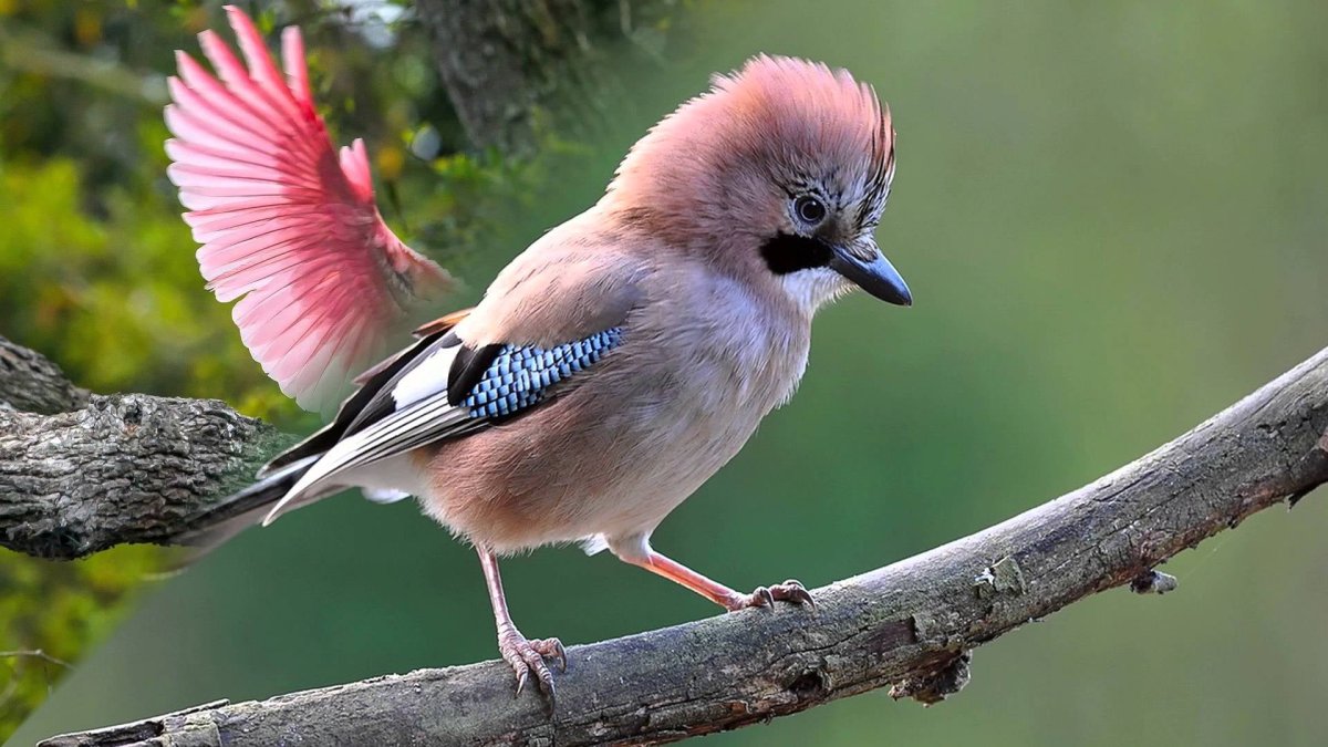 Золотоголовый фазан