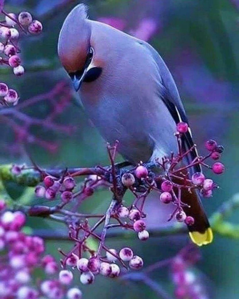 Очень красивые птички спиной