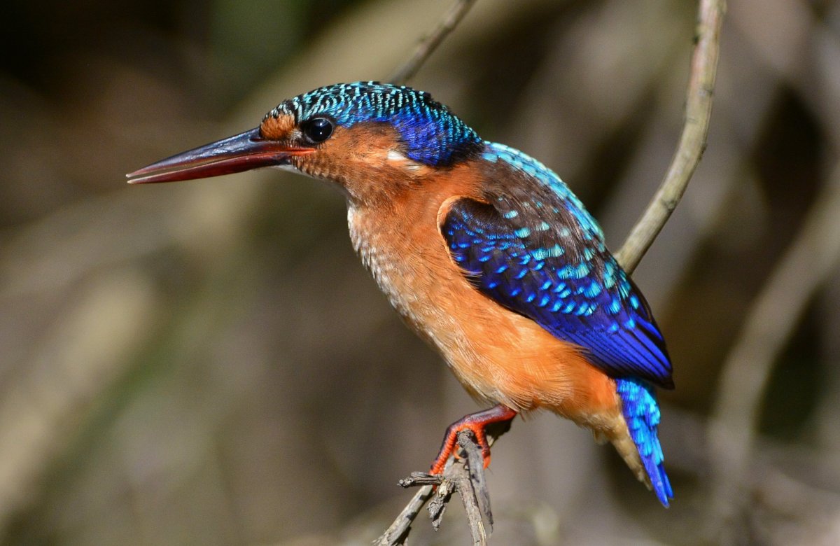 Зимородок птица