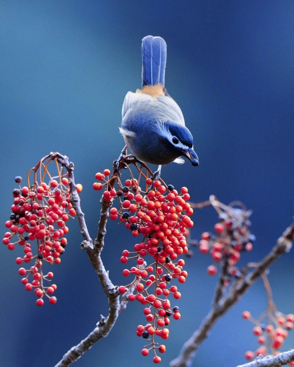 Хохлатая свиристель