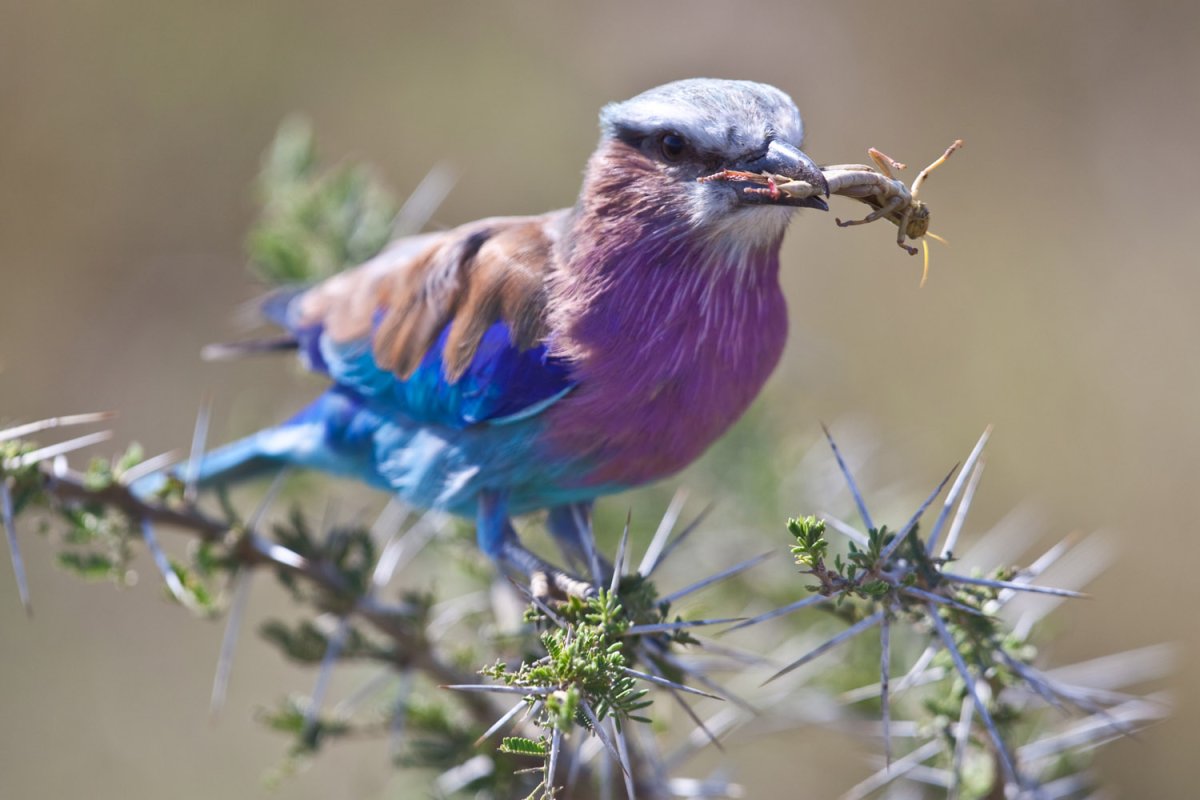 Усатая синица синица