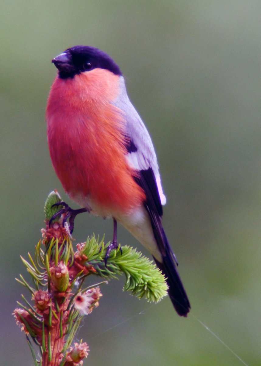 Хохлатая Расписная синичка