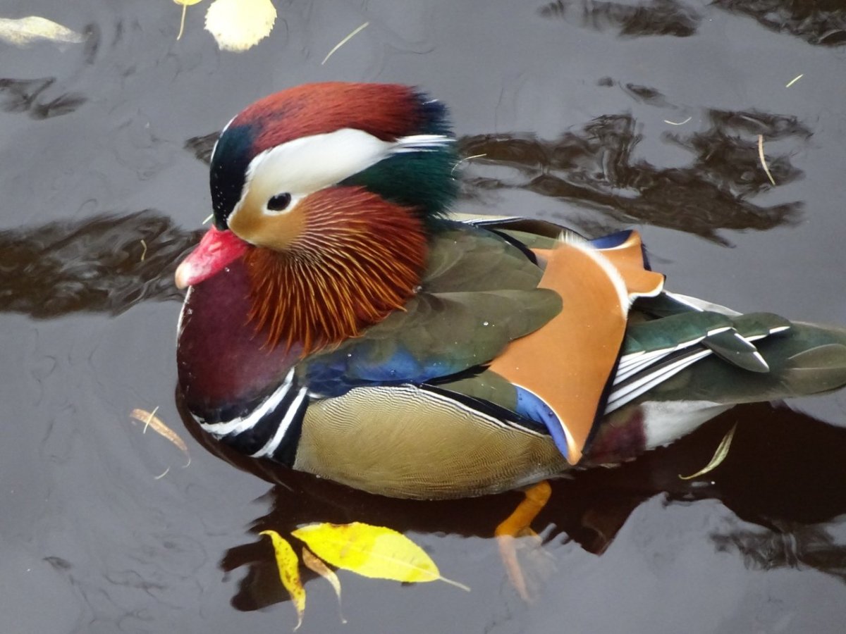 Зимняя птичка синичка