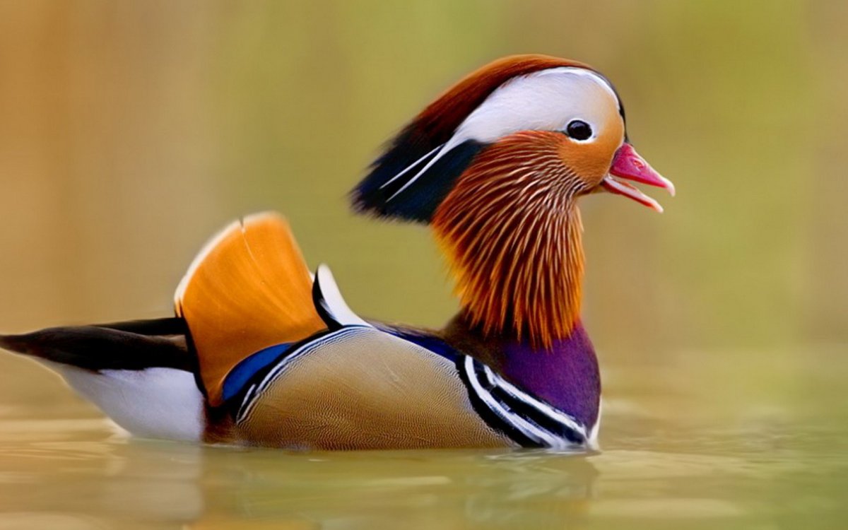 Утка Мандаринка ареал обитания