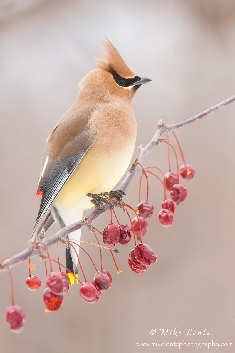 Утка Каролинка Мандаринка