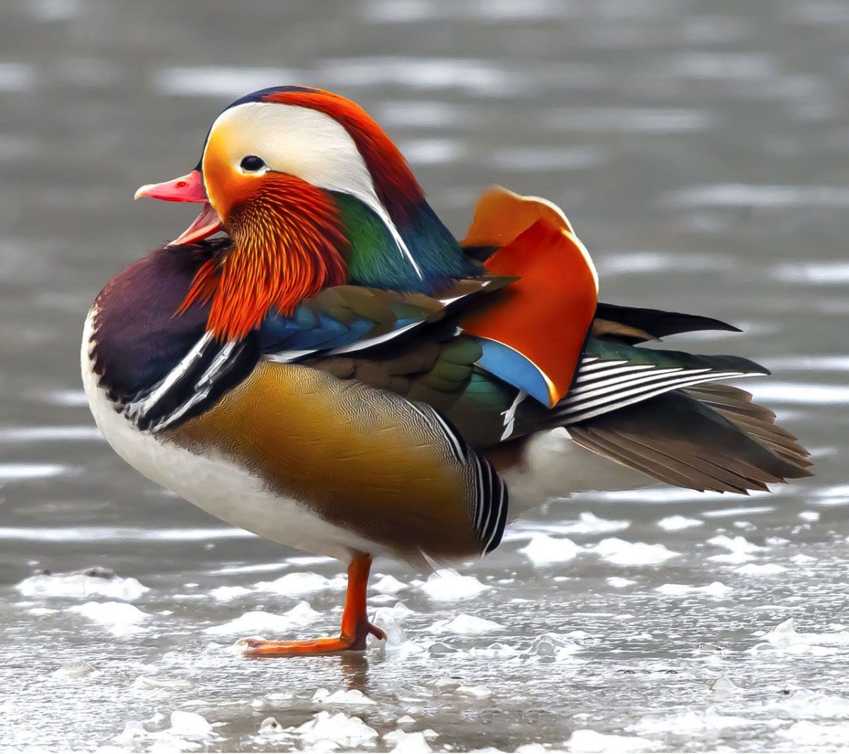 Самые смешные птички