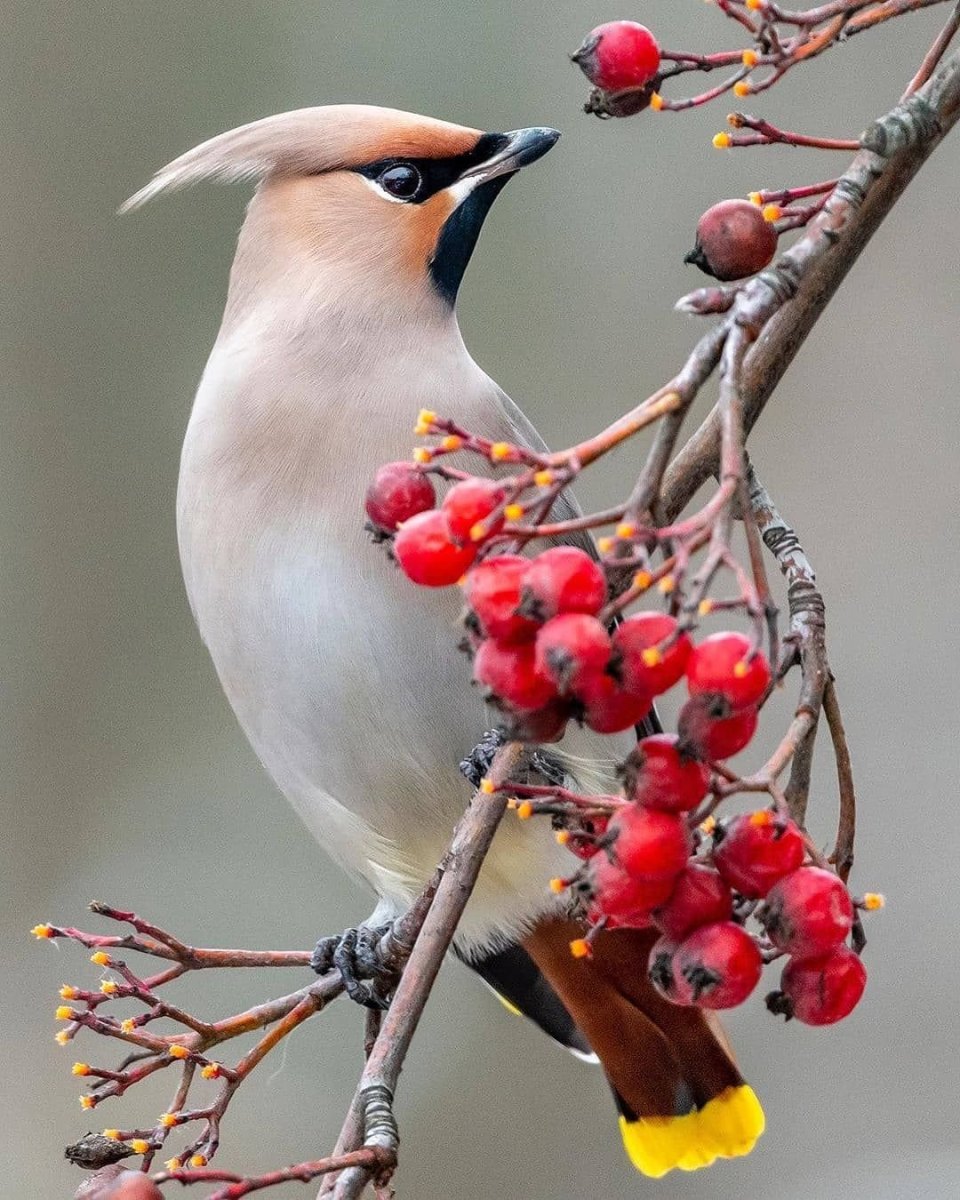 Кедровый свиристель