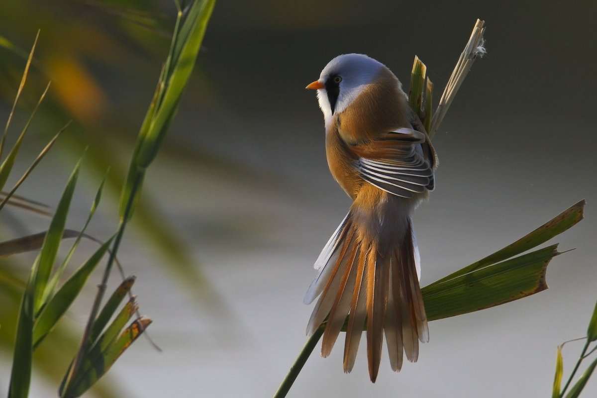 Утка Мандаринка