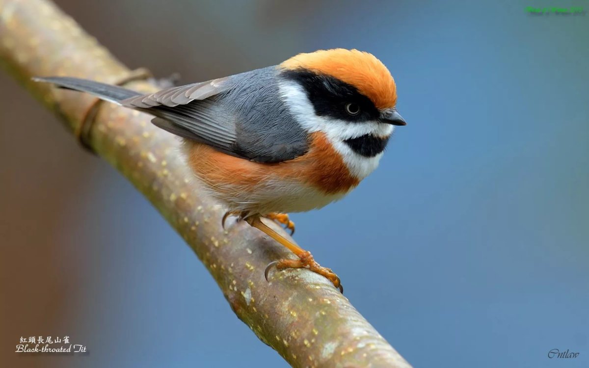 Рыжеголовая длиннохвостая синица