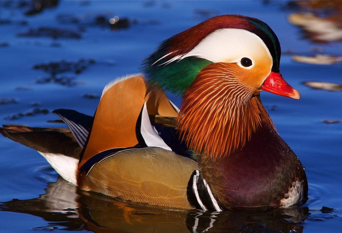 Сойка Кареза