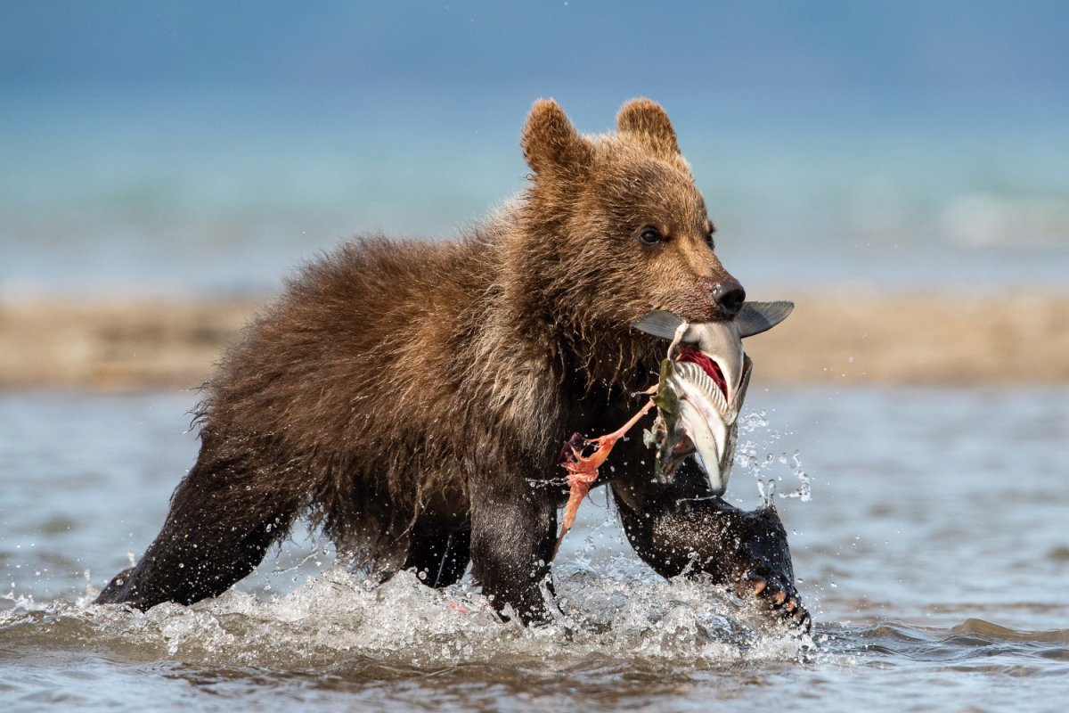 Медвежонок ловит рыбу