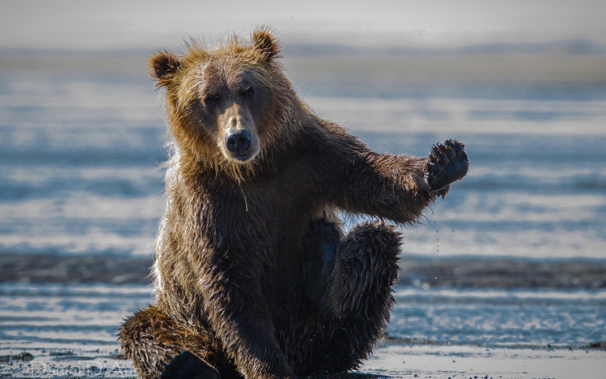 Привет медведь