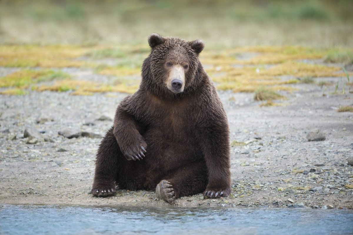 Бурый медведь сидит сбоку