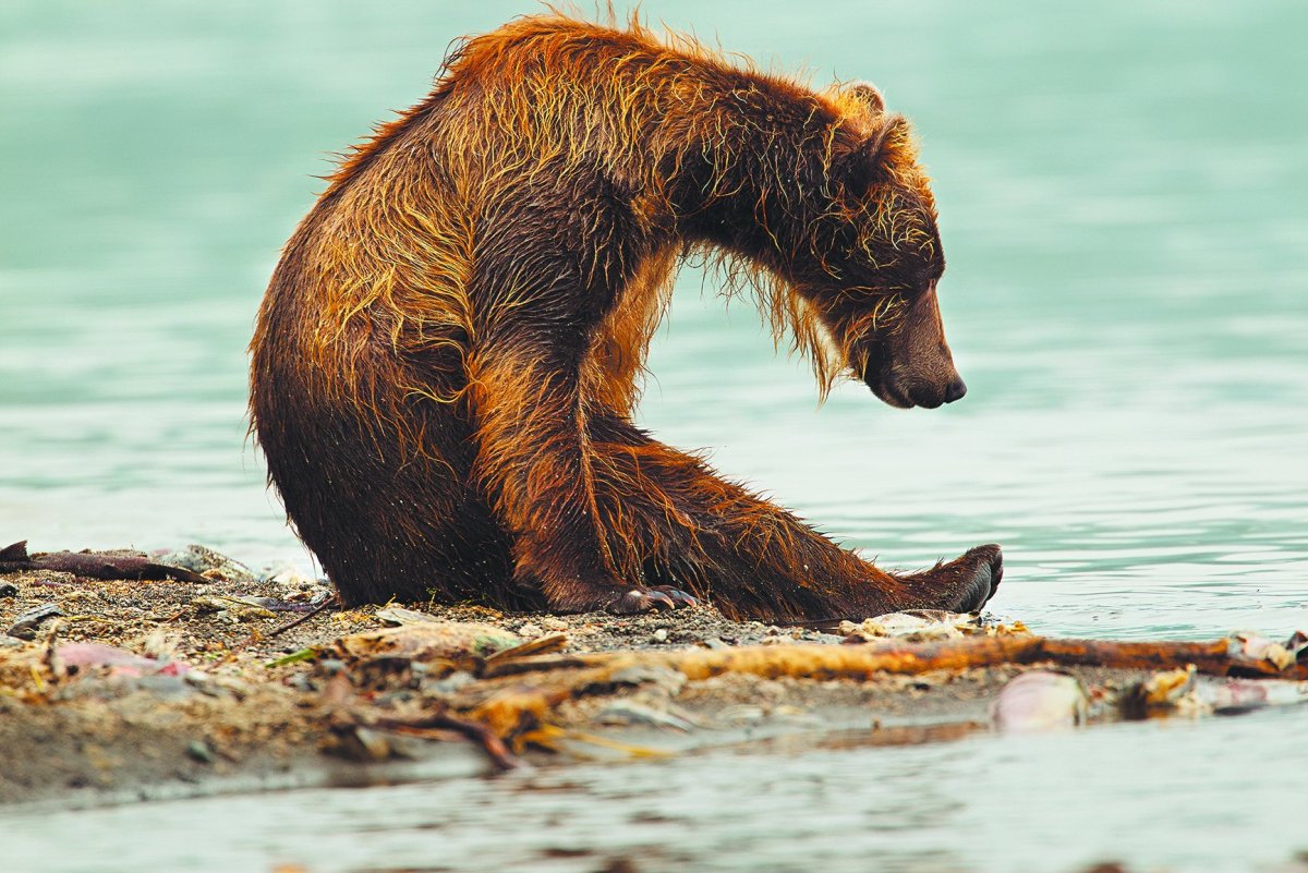 Общероссийский фестиваль природы «Первозданная Россия»