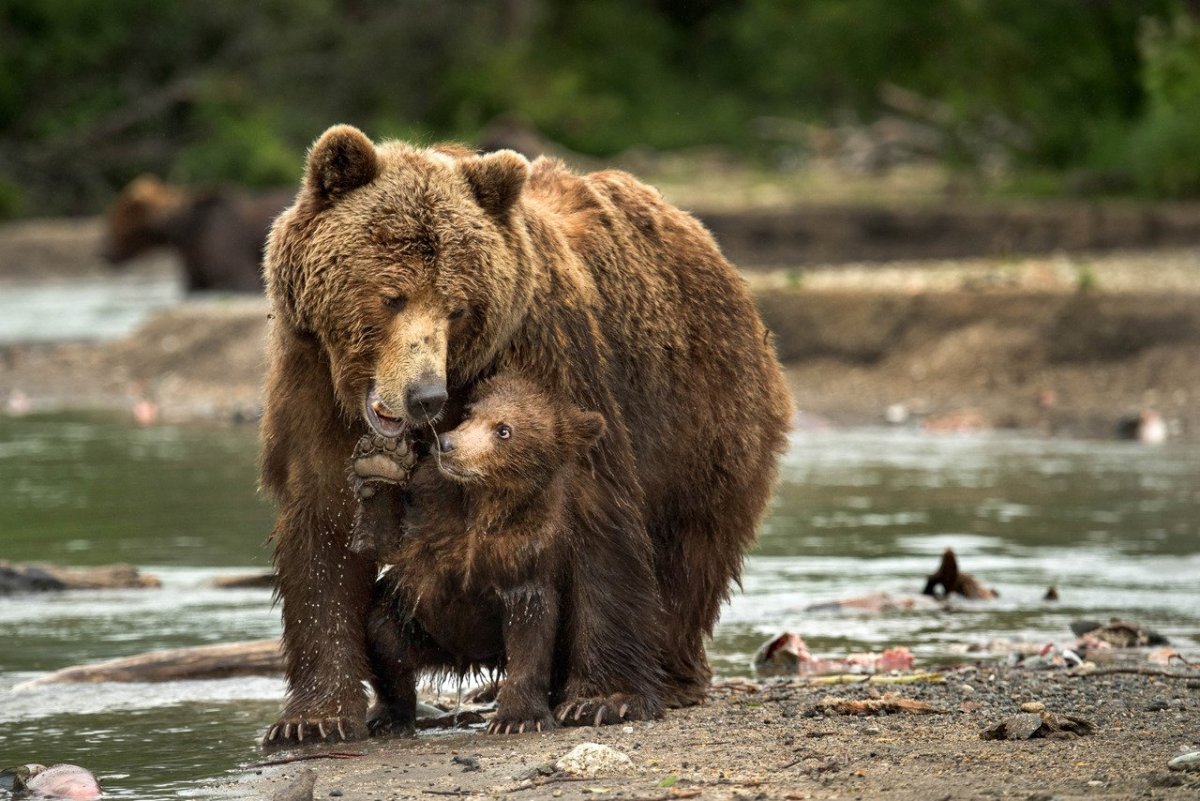 Медвежья губа