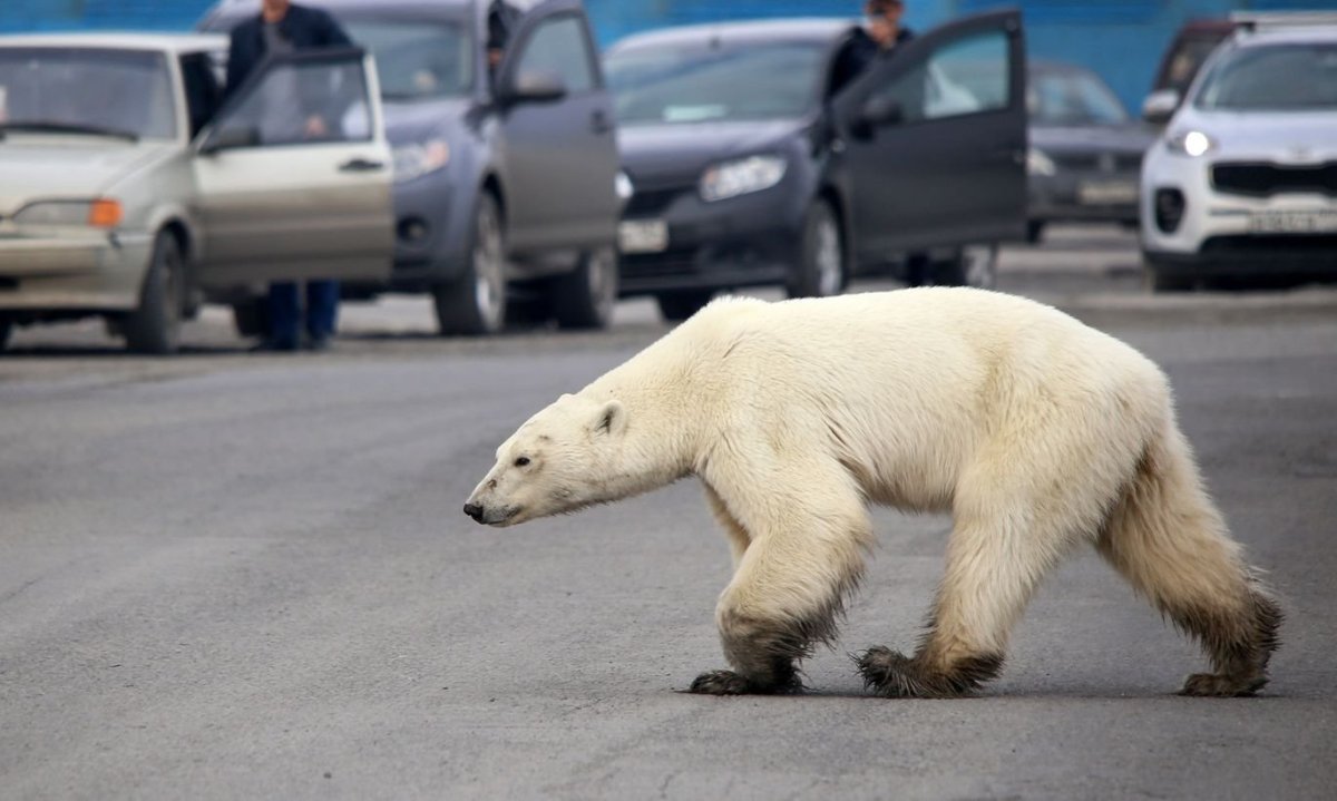 Полярный медведь Норильске