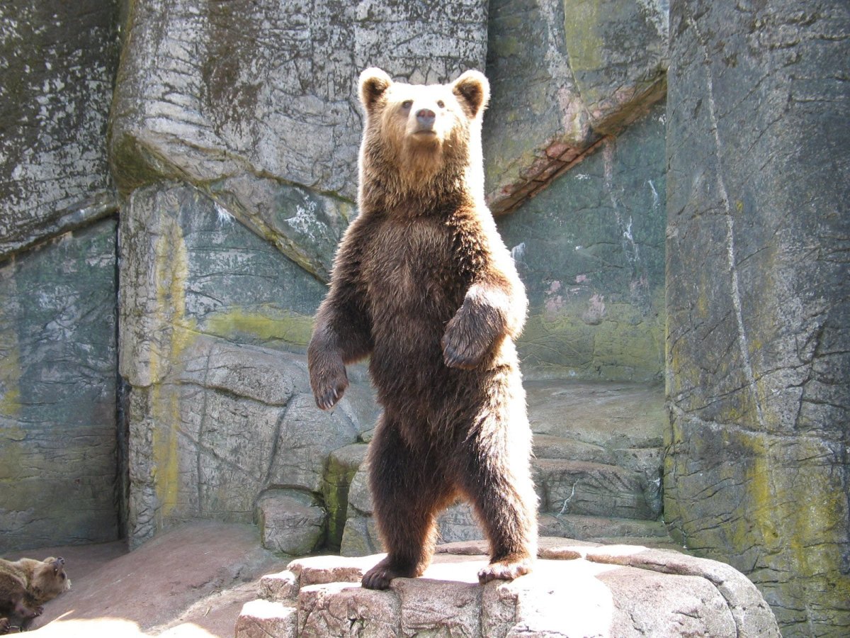 Медведь на двух лапах рычит