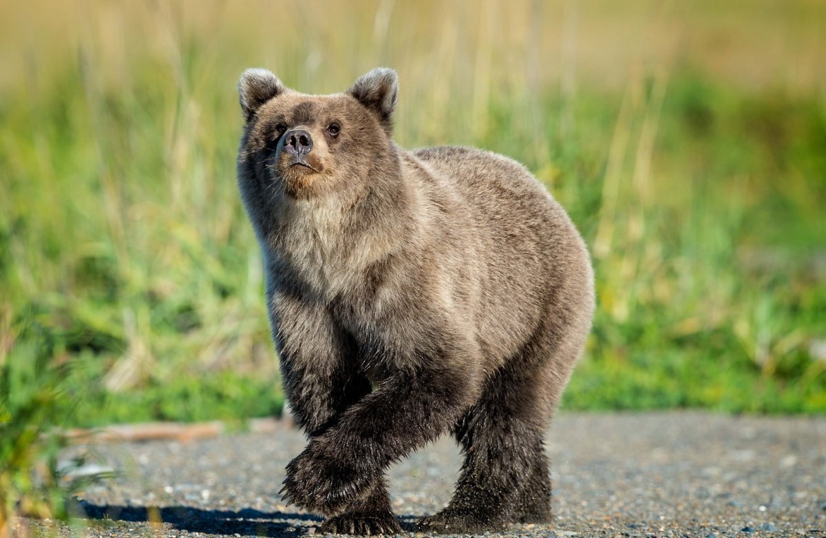 Фото маленькие медвежата природа пазлы