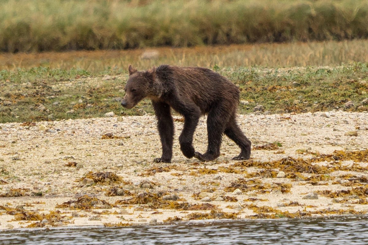 Костлявый медведь