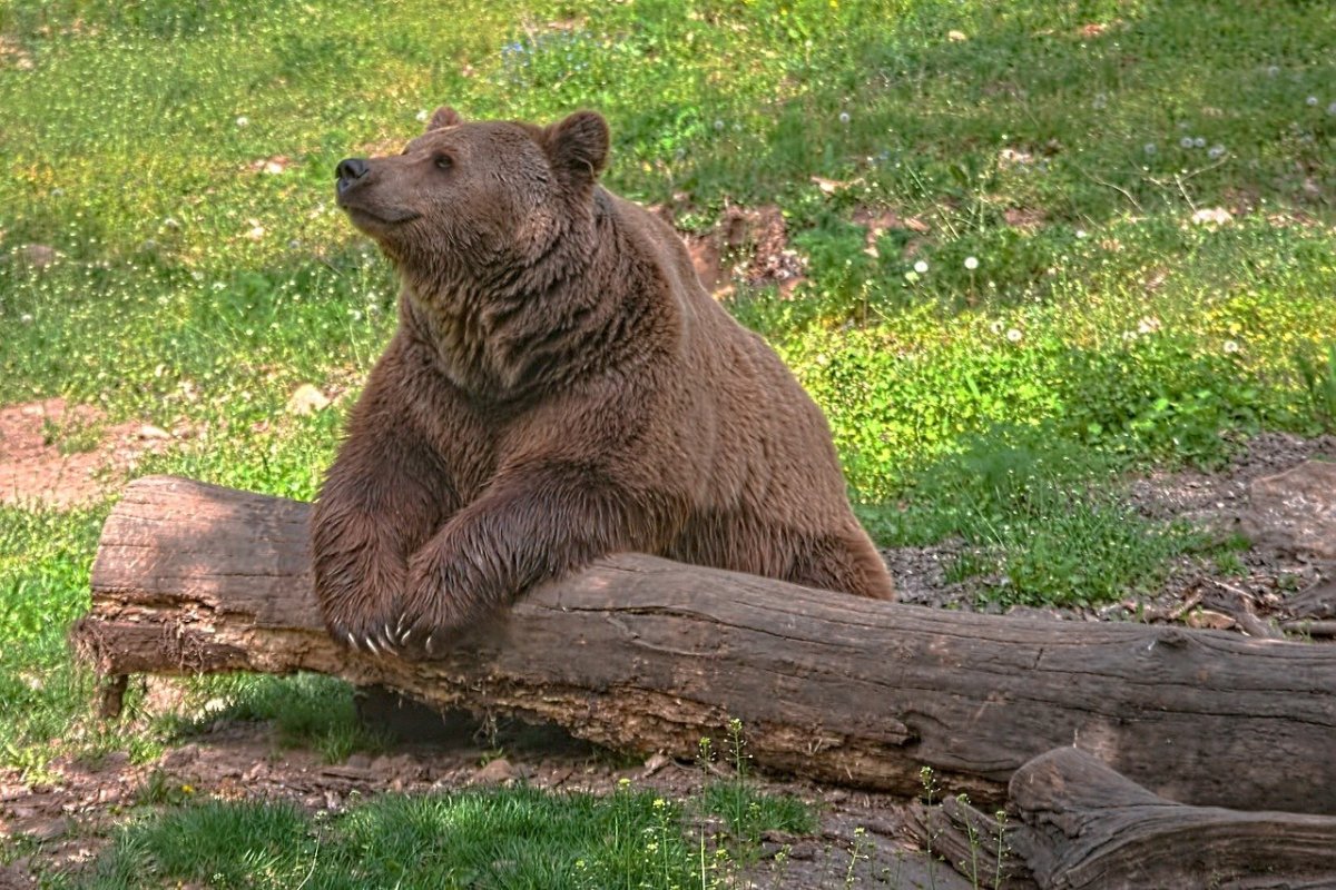 Калифорнийский Гризли